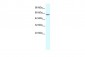 GTF2E1 antibody - C-terminal region